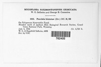 Puccinia bistortae image